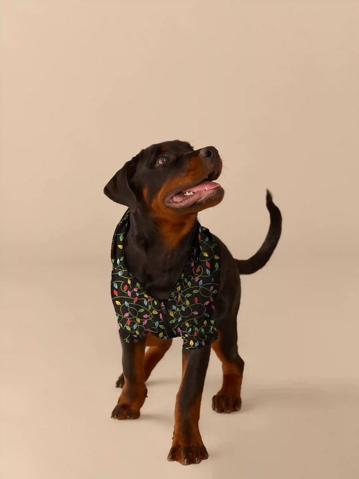 UltraModal™ Dog Hoodie | String Lights